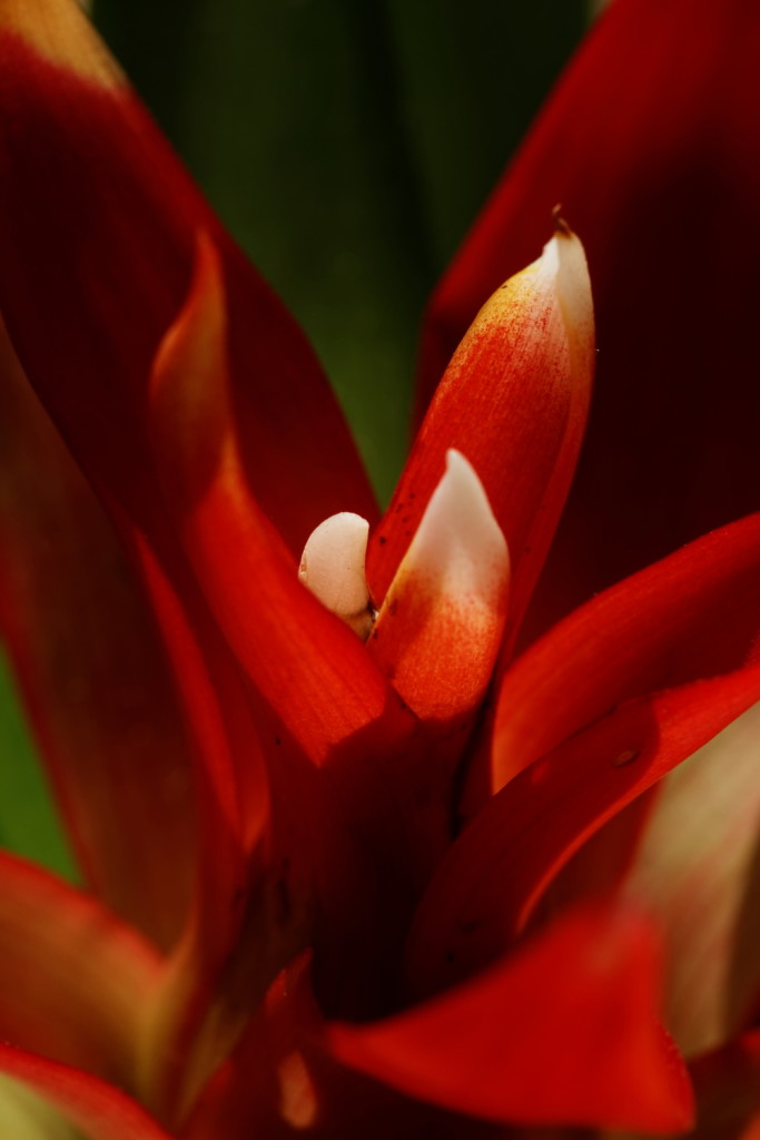 Guzmania lingulata