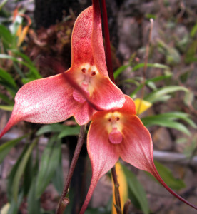 2-monkey-faced-orchid