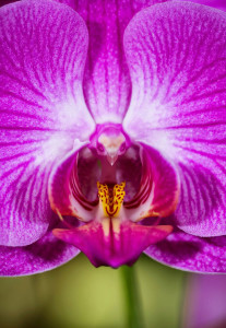 Moth-Orchid-Phalaenopsis-17-Flowers-That-Look-Like-Something-Else