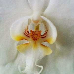 Orchid-That-Looks-Like-A-Tiger-17-Flowers-That-Look-Like-Something-Else