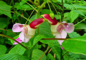 Parrot-Flower-Impatiens-Psittacina-17-Flowers-That-Look-Like-Something-Else1